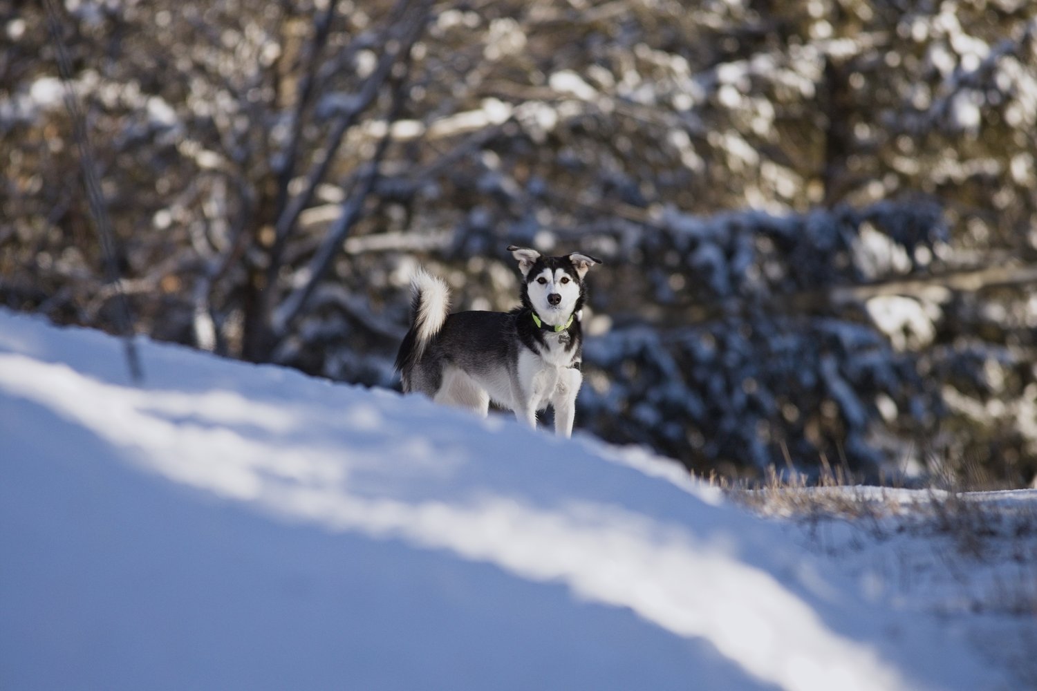 A black and white husky dog with a fluffy tail stands on a snowy hill, looking directly at the camera while wearing a bright green collar. The background features blurred snow-covered trees, creating a soft, wintry forest scene with sunlight casting gentle shadows across the snow.