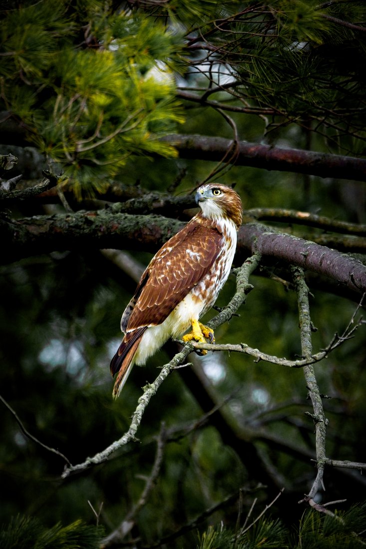 A Red-tailed Hawk perched on a tree branch, displaying rich brown and white plumage with a mottled chest, pale throat, and bright yellow feet and eye. The bird is positioned on a lichen-covered branch among pine tree branches and needles, gazing attentively to the left against a soft, blurred green forest background.