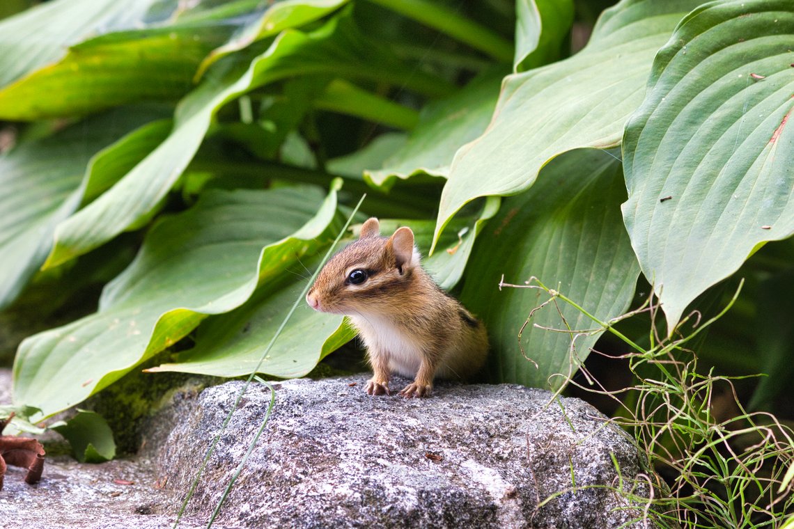 A small chipmunk with brown fur, distinctive stripes on its back, and a white belly stands alert on a gray rock. It is surrounded by large green hosta leaves with prominent veins, creating a lush garden setting. The chipmunk faces slightly to the left with bright dark eyes and small rounded ears, appearing curious and watchful. Thin blades of grass and small weeds are scattered around the rock.