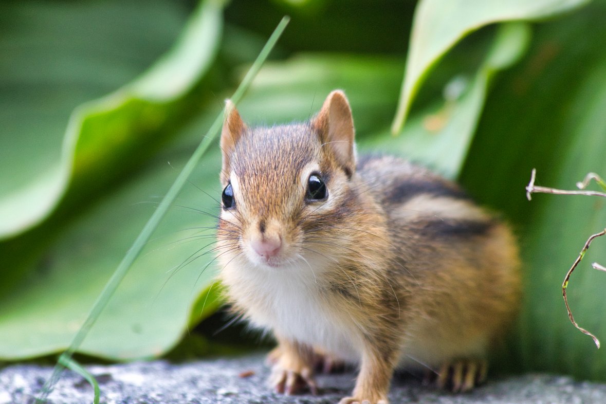 A close-up photograph of a chipmunk standing on a concrete or stone surface, surrounded by lush green foliage in the background. The chipmunk has a striped brown and tan coat, a white chest and belly, large glossy dark eyes, a pink nose, and prominent whiskers. It is looking directly at the camera with an alert, curious expression, framed by soft-focus green leaves and a blade of grass.