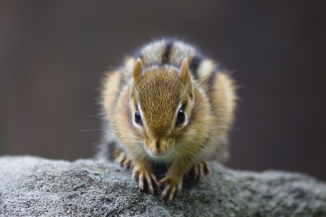 A close-up photograph of a chipmunk standing on a concrete or stone surface, surrounded by lush green foliage in the background. The chipmunk has a striped brown and tan coat, a white chest and belly, large glossy dark eyes, a pink nose, and prominent whiskers. It is looking directly at the camera with an alert, curious expression, framed by soft-focus green leaves and a blade of grass.
