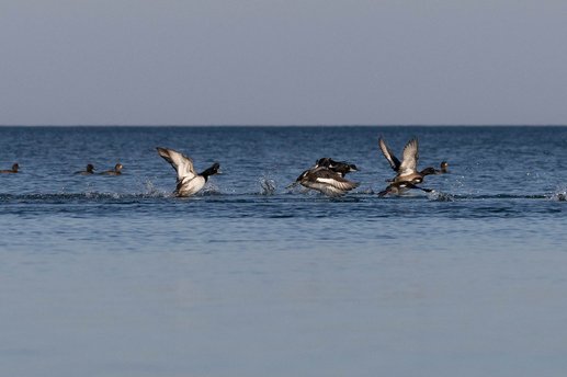 A group of ducks, likely ring-necked ducks, taking flight from a calm body of water. Several males with dark heads and white bodies are mid-launch with wings spread, kicking up splashes as they rise from the surface. A few ducks are still swimming peacefully in the background, while the rest are in various stages of takeoff. The scene is set against a serene expanse of blue water under a clear, pale sky.