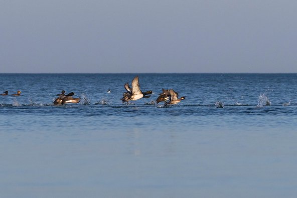 A group of ducks, likely ring-necked ducks, taking flight from a calm body of water. Several males with dark heads and white bodies are mid-launch with wings spread, kicking up splashes as they rise from the surface. A few ducks are still swimming peacefully in the background, while the rest are in various stages of takeoff. The scene is set against a serene expanse of blue water under a clear, pale sky.