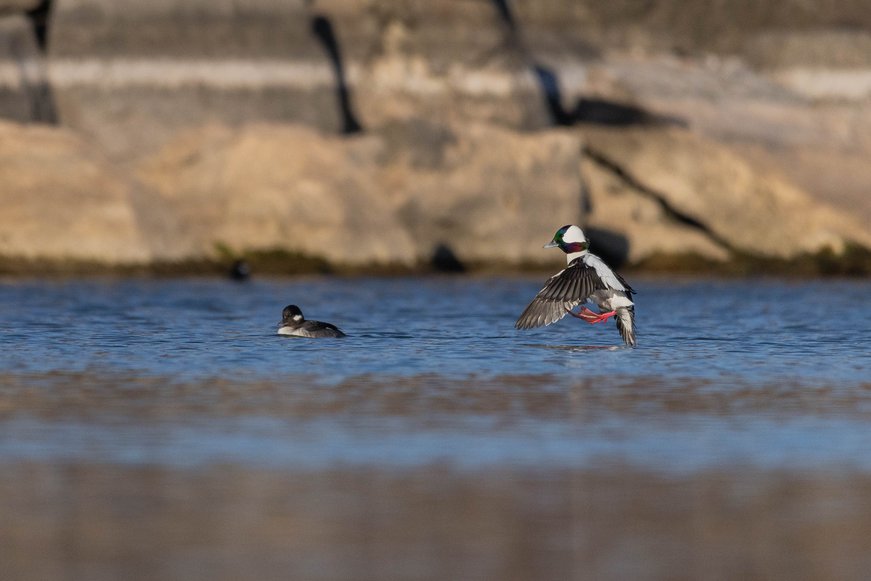 A group of ducks, likely ring-necked ducks, taking flight from a calm body of water. Several males with dark heads and white bodies are mid-launch with wings spread, kicking up splashes as they rise from the surface. A few ducks are still swimming peacefully in the background, while the rest are in various stages of takeoff. The scene is set against a serene expanse of blue water under a clear, pale sky.