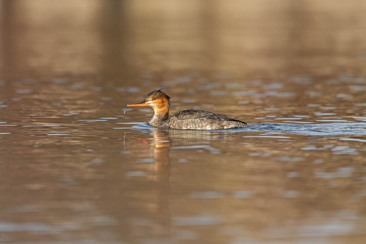 A red-necked grebe swims gracefully across calm, golden-hued water, its reddish-brown neck and head crest catching the warm light while its long orange bill and dark grey-brown body create a striking reflection on the rippling surface.