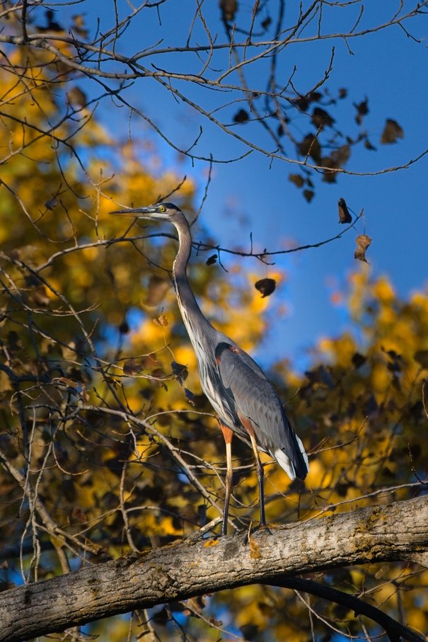 A great blue heron perched on a thick tree branch, its long gray-blue neck and sharp beak pointing forward with a bright yellow eye visible. The bird's long legs and white tail feathers are partially visible against a backdrop of blue sky and blurred golden-yellow autumn foliage, with bare branches framing the scene.