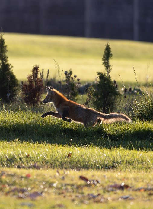 A red fox captured mid-leap, running through a sunlit grassy area with its legs extended and body stretched forward. The scene is set in a park or garden with small evergreen trees and shrubs in the background, bathed in warm golden light that suggests early morning or late afternoon. The foreground shows blurred grass blades with a shallow depth of field creating a soft bokeh effect.