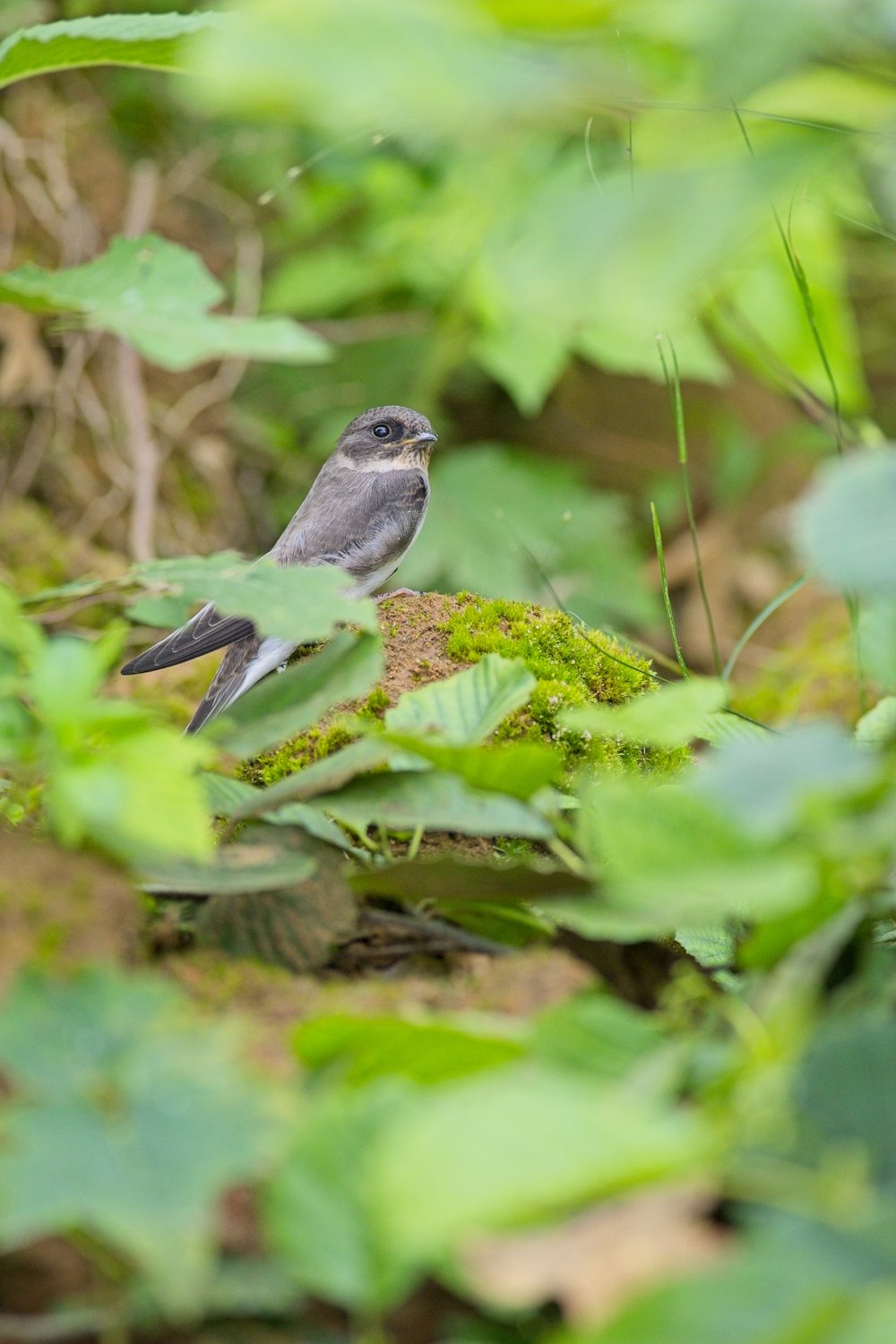 A small brownish-gray bird, likely a swift, perched on a moss-covered rock surrounded by lush green foliage. The bird has dark wings, a lighter underside, and is facing slightly to the right. The scene is set in a vibrant green forest or woodland environment, with soft, blurred leaves in the foreground and background creating a natural bokeh effect that highlights the bird as the central focus.