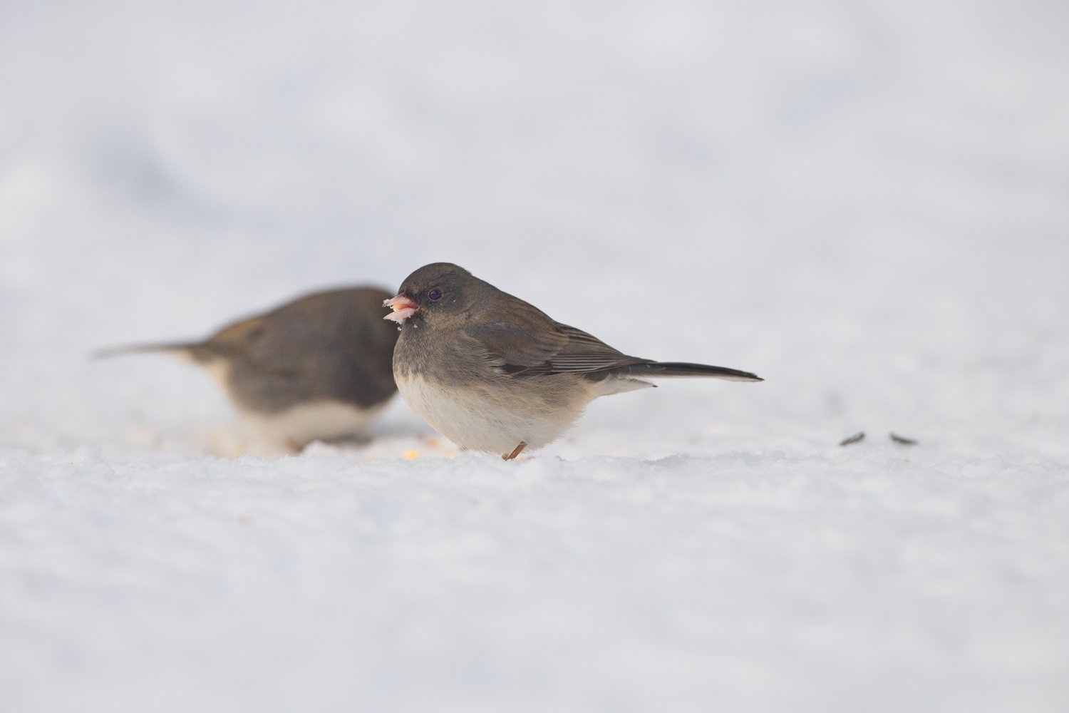 A close-up winter scene showing two small brownish-gray birds standing on a snow-covered ground. The bird in the foreground is sharply in focus, with a dark olive-brown back, head, and wings, and a pale whitish underbelly. It has a small dark eye and its beak is slightly open, appearing to hold food, possibly seeds. The second bird is visible in the background but out of focus. The environment is bright and snowy, suggesting a cold winter day.