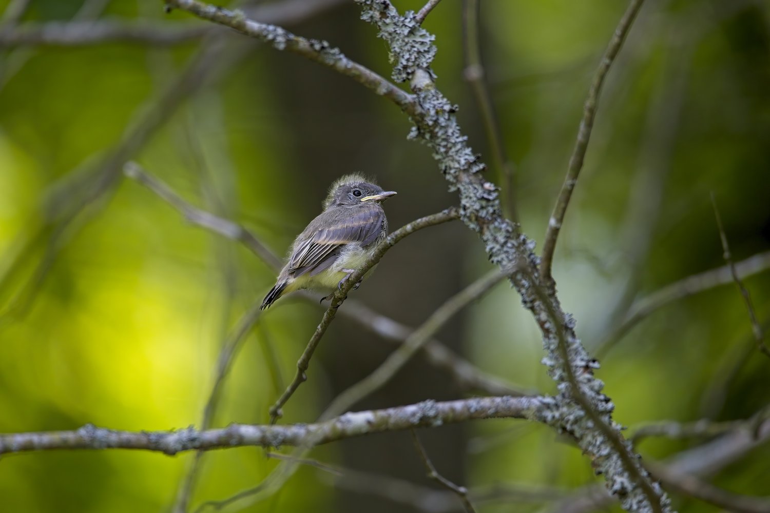 A small, fluffy young bird with grayish-brown plumage and a pale yellow undertail perched on a thin lichen-covered branch. The bird has a small pointed beak and a curious expression, looking slightly to the side. The background is a soft, out-of-focus blur of bright green foliage, creating a natural forest setting with gentle bokeh lighting.