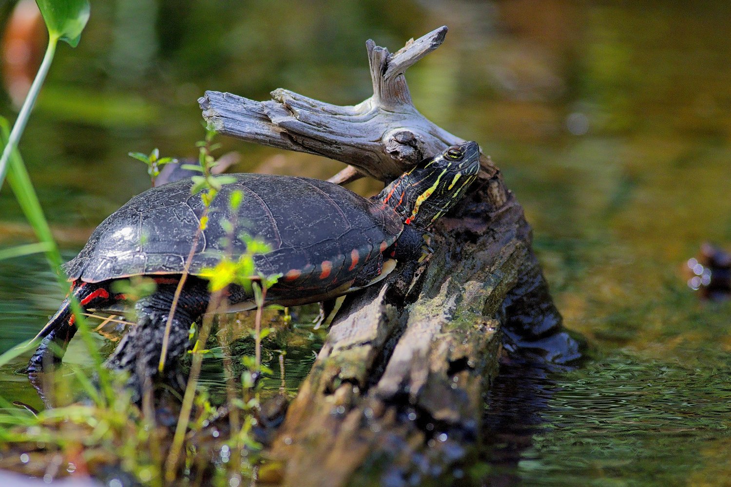 A turtle, likely a red-eared slider, rests on a piece of weathered driftwood partially submerged in murky green water. The turtle displays distinctive yellow stripes on its head and red markings along its body and shell. Surrounding vegetation and blurred natural background suggest a pond or stream habitat, with the scene captured in natural daylight.