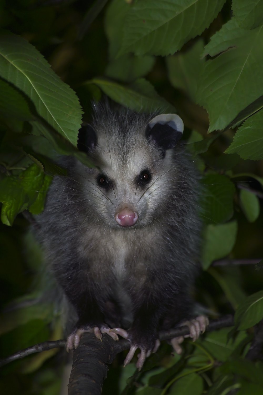 A Virginia opossum perched on a tree branch, surrounded by lush green leaves. It has a distinctive pale gray-and-white face with dark markings around its eyes, a pink nose, and rounded ears with dark tips. Its front paws grip the branch firmly with long claws, and it stares directly at the camera with dark eyes.