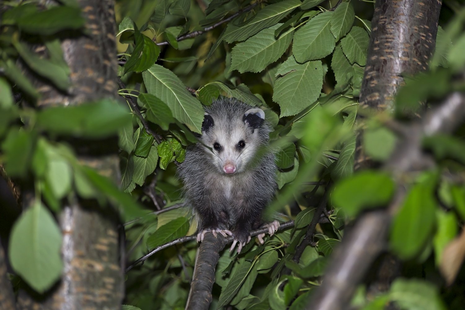 A small opossum perched on a tree branch, surrounded by lush green leaves. The opossum has grayish-brown fur, a white and gray face, a pink nose, and dark round eyes, and is looking directly at the camera. The scene appears to be captured at night, with the animal framed by foliage and tree trunks.