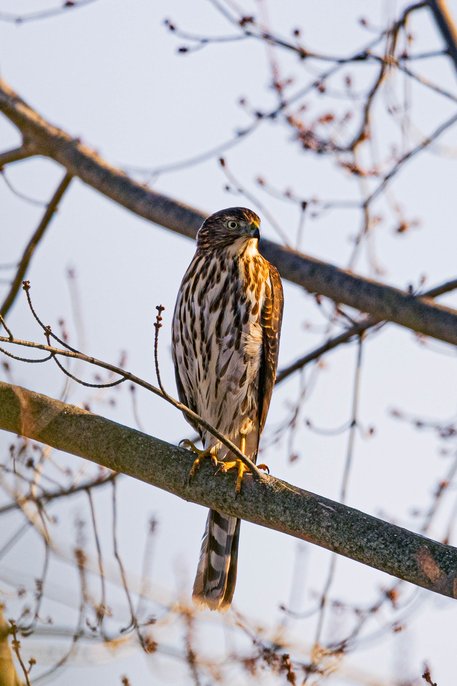 A hawk perched on a tree branch, displaying a brown and white streaked plumage with a hooked beak and yellow talons gripping the branch. The bird is captured in profile facing right, with its barred tail hanging below. The background features bare tree branches against a bright, overcast sky, suggesting a cold season such as late winter or early spring. The hawk appears alert and watchful.