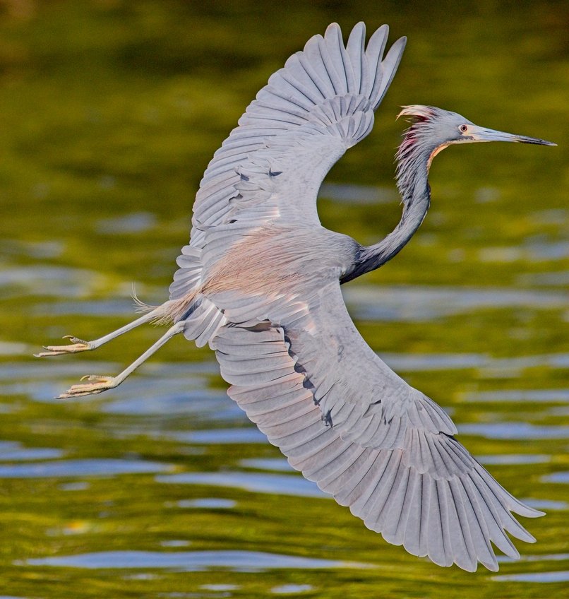 A Tri-colored Heron captured in mid-flight with its wings fully spread, showcasing detailed grey-blue plumage and pinkish wing feathers. The bird displays a long curved S-shaped neck, a sharp pointed beak, prominent head plumes, and long trailing legs with visible toes. It is gliding over a green, algae-covered water surface with a soft blurred background, highlighting the intricate feather structure and graceful motion.