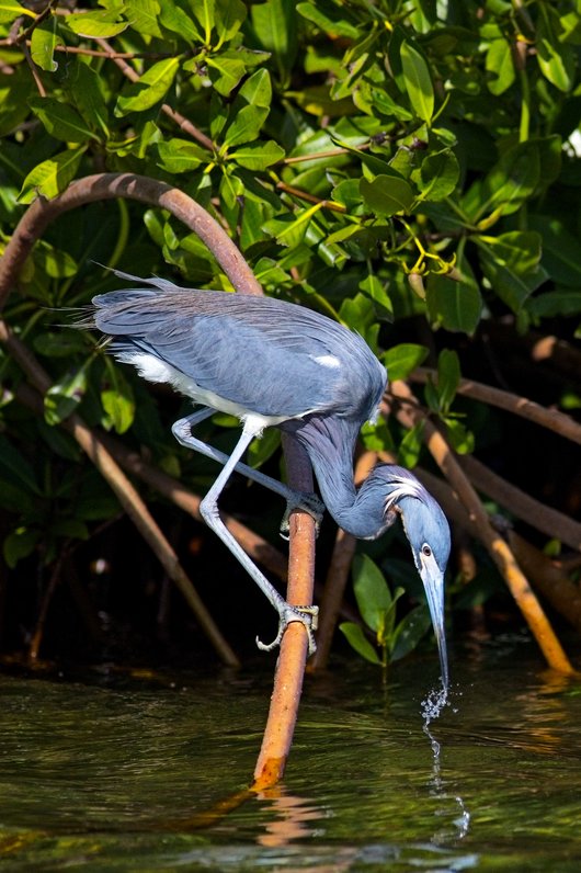 A Tri-colored Heron captured in mid-flight with its wings fully spread, showcasing detailed grey-blue plumage and pinkish wing feathers. The bird displays a long curved S-shaped neck, a sharp pointed beak, prominent head plumes, and long trailing legs with visible toes. It is gliding over a green, algae-covered water surface with a soft blurred background, highlighting the intricate feather structure and graceful motion.