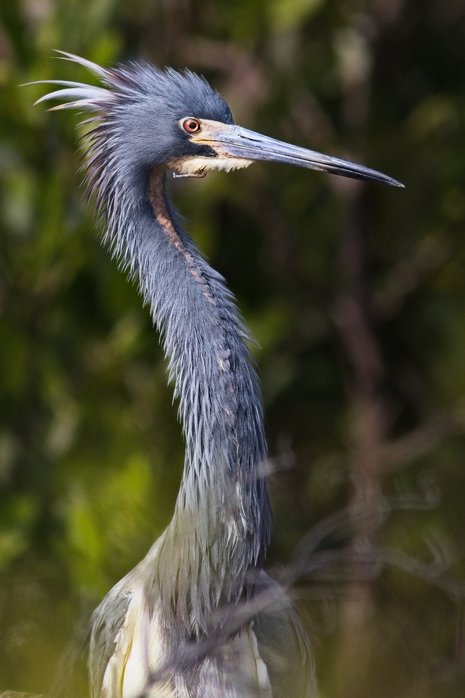 A close-up profile portrait of a Tricolored Heron displaying a striking blue-gray plumage, an elegant long curved neck, a spiky crest of feathers on its head, a sharp pointed beak, and a vivid reddish eye, set against a soft-focus background of green foliage.
