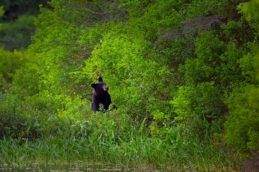 A black bear sits upright amid lush, vibrant green vegetation along a water's edge. The bear is positioned slightly left of center, looking upward and to the right, partially surrounded by dense bushes, grasses, and small wildflowers. The foreground features tall grasses bordering calm water with subtle reflections, while the background is filled with thick foliage creating a rich, verdant natural setting.