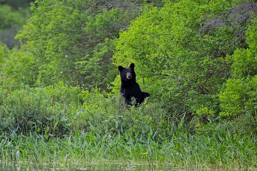 A black bear sits upright in the middle of lush, dense green vegetation, likely on a riverside bank. The bear is partially surrounded by bushes and tall grasses, with its head and upper body visible as it gazes forward. The scene is rich with vibrant green foliage, and there appears to be water at the bottom edge of the image, suggesting a natural wetland or riverbank habitat.