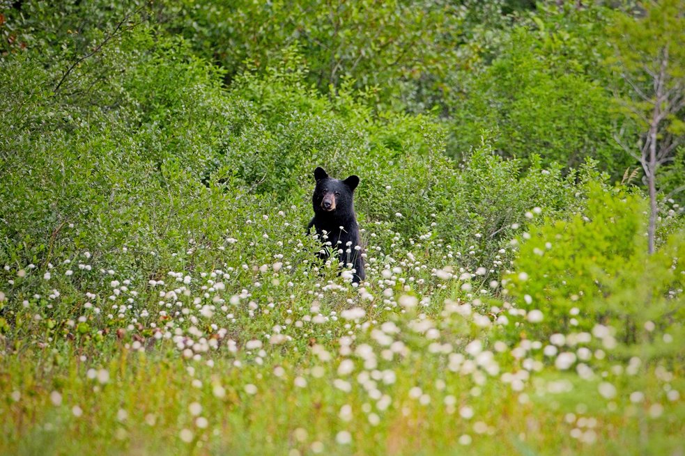 A black bear sits upright in the middle of lush, dense green vegetation, likely on a riverside bank. The bear is partially surrounded by bushes and tall grasses, with its head and upper body visible as it gazes forward. The scene is rich with vibrant green foliage, and there appears to be water at the bottom edge of the image, suggesting a natural wetland or riverbank habitat.