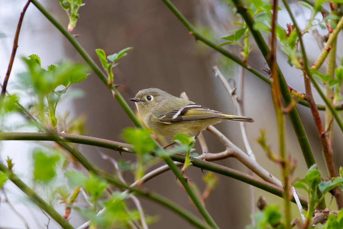 A small olive-green Kinglet, likely a Ruby-crowned Kinglet, perched on a thorny branch of a rose bush. The bird has rounded body shape, olive-green upperparts, buffy-yellow underparts, distinctive white wing bars, and a prominent white eye-ring. It is surrounded by fresh green foliage with a soft, blurred background, giving a natural woodland garden setting.