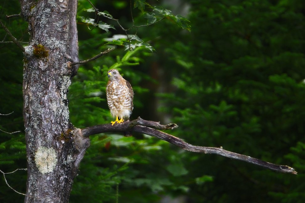 A hawk with brown and white mottled plumage and bright yellow feet perched on a tree branch, looking alertly to the side. The bird is perched on a thick branch extending from a tree trunk covered in patches of gray lichen and moss. The background is a softly blurred lush green forest, suggesting a woodland environment.