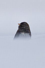 A small bird, likely a dark-eyed junco, stands partially buried in deep snow with only its head, back, and upper body visible. It has dark brownish-grey plumage on its head and back, a lighter greyish-white underbelly, and a small pointed beak with a hint of yellow at the base. The surrounding environment is a uniform pale grey-white, suggesting heavy snow or overcast winter conditions, creating a monochromatic, serene scene that emphasizes the bird's isolation in the cold.