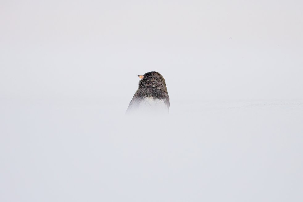 A small dark-eyed junco perched above a deep snowdrift, with only its head and upper body visible against a stark white, foggy background. The bird has a dark brownish-gray head and back contrasting with a pale white underside, and it faces left while the surrounding snow buries its lower body, creating a minimalist and serene winter scene.