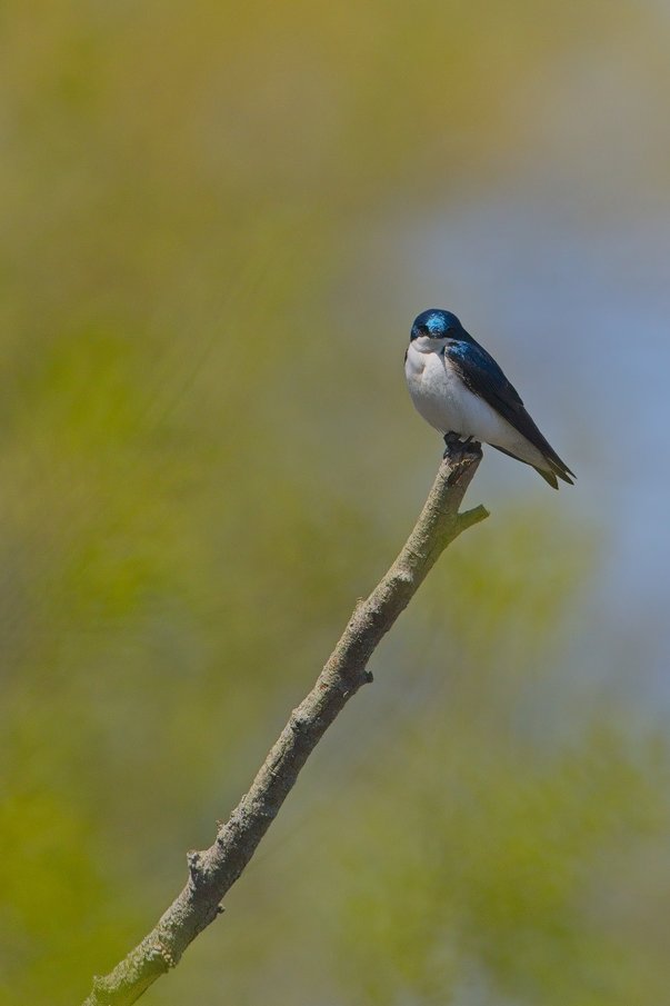 A small bird, likely a tree swallow, perched on a thin tree branch. It has iridescent blue-green plumage on its head and back with a white underbelly, and appears to be gazing toward the camera. The background is softly blurred with green and yellow tones, creating a shallow depth-of-field effect.