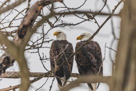Two adult bald eagles perched side by side on a bare tree branch, facing left. They display the characteristic white heads, yellow beaks, and dark brown feathered bodies typical of bald eagles. The scene is framed by numerous out-of-focus tree branches in the foreground and background, suggesting a cold season such as late fall, winter, or early spring. The overcast gray sky provides a muted backdrop that emphasizes the eagles as the focal point. The birds appear to be a mated pair resting closely together in their natural habitat.