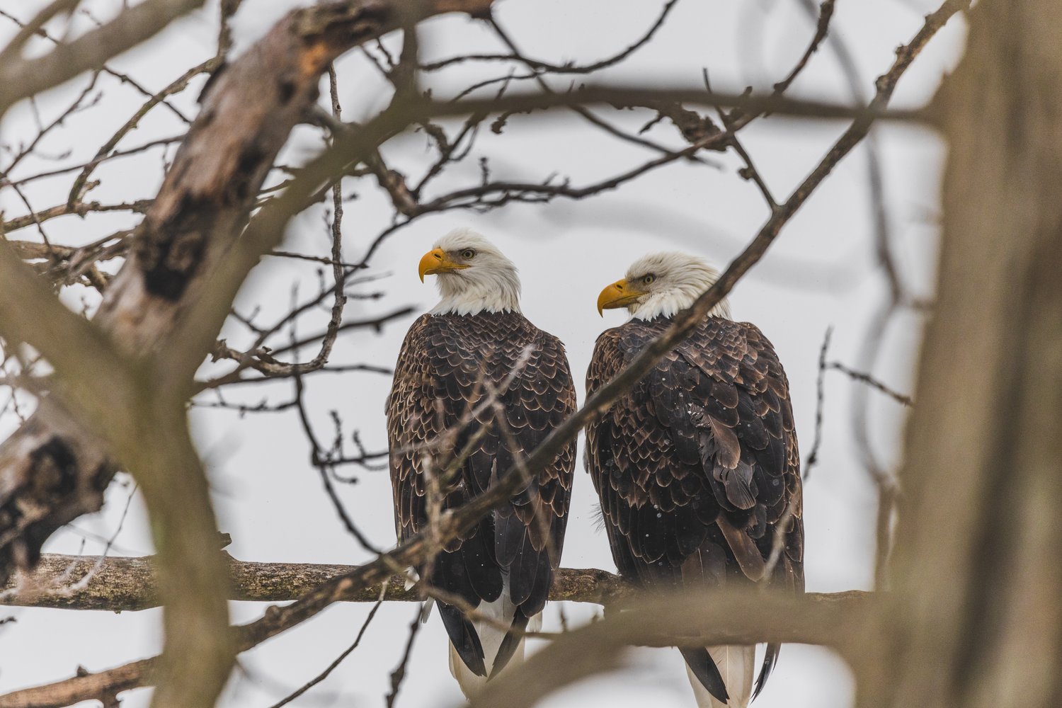 Two adult bald eagles perched side by side on a bare tree branch, both facing the same direction with their distinctive white heads, yellow hooked beaks, and dark brown feathered bodies. They are framed by thin, leafless branches in the foreground against an overcast gray sky, suggesting a cold winter or late fall setting. The birds appear calm and alert, likely observing something in the distance.
