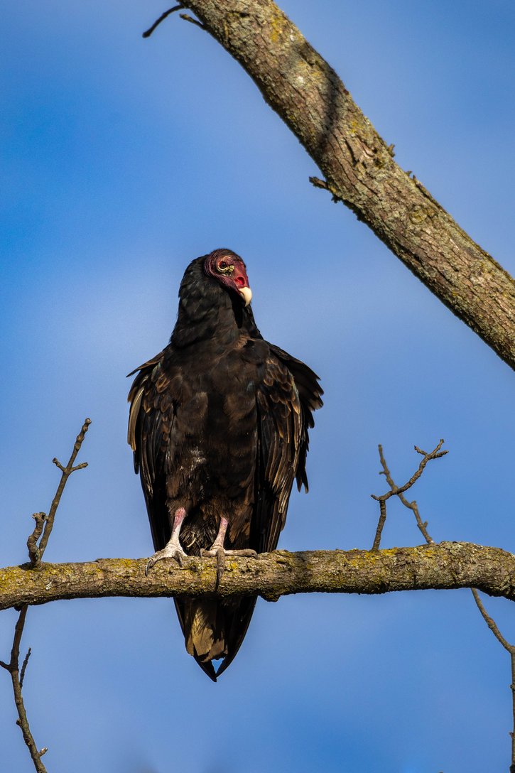 A turkey vulture perched on a moss-covered tree branch against a clear blue sky. The large dark-feathered bird has a distinctive red, featherless head and neck, a pale hooked beak, and yellowish eyes. It stands with its talons gripping the branch, its wings folded and tail feathers pointing downward. Several bare twigs extend from the branch, and a larger diagonal branch appears in the upper right corner.