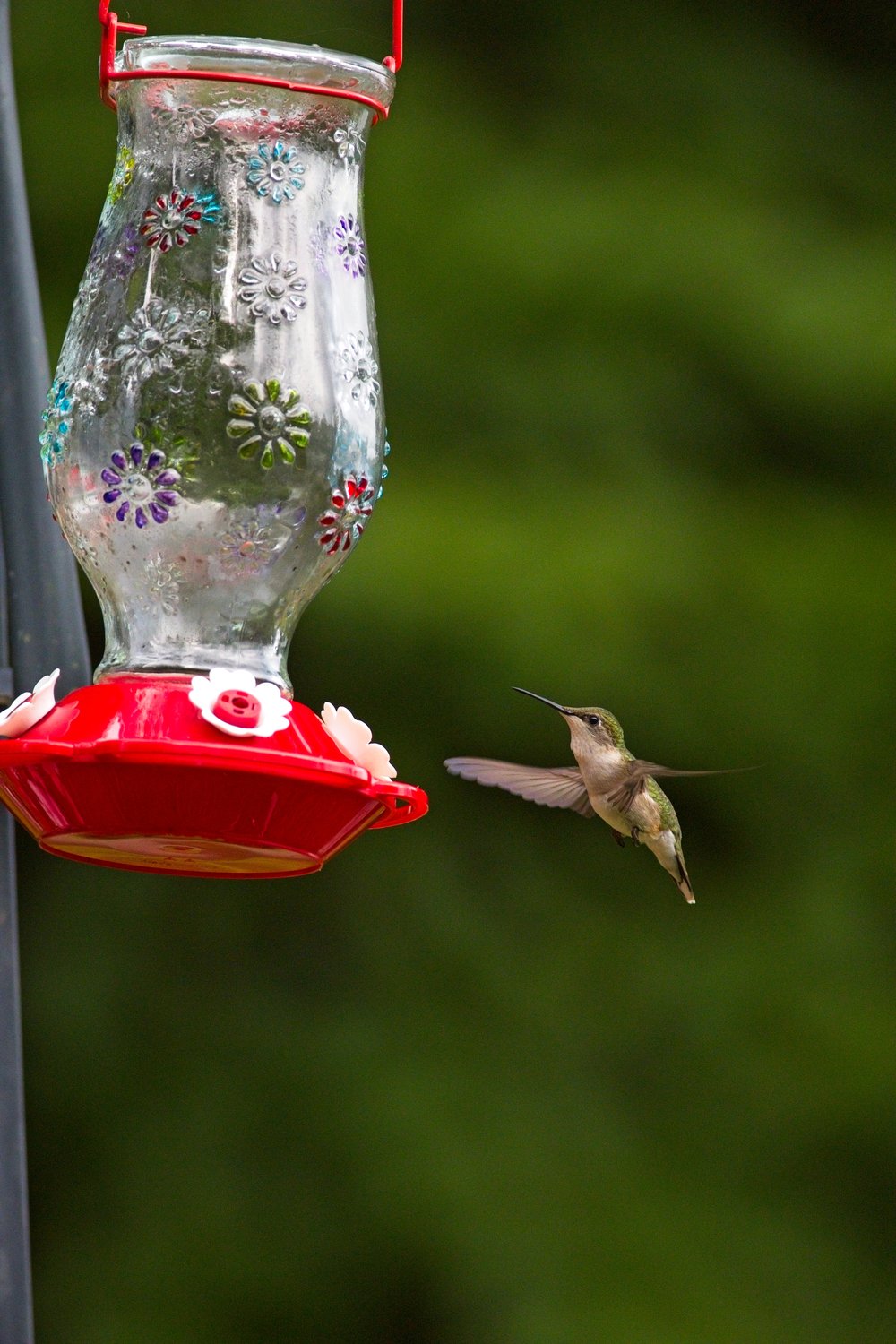 A hummingbird feeder with a decorative glass reservoir featuring colorful floral patterns and a red plastic base with white flower-shaped feeding ports hangs from a red metal hook against a blurred green foliage background. A hummingbird hovers in flight to the right of the feeder, its long slender beak pointed toward the nectar, wings blurred from rapid motion, with green back feathers and a light-colored underbelly.